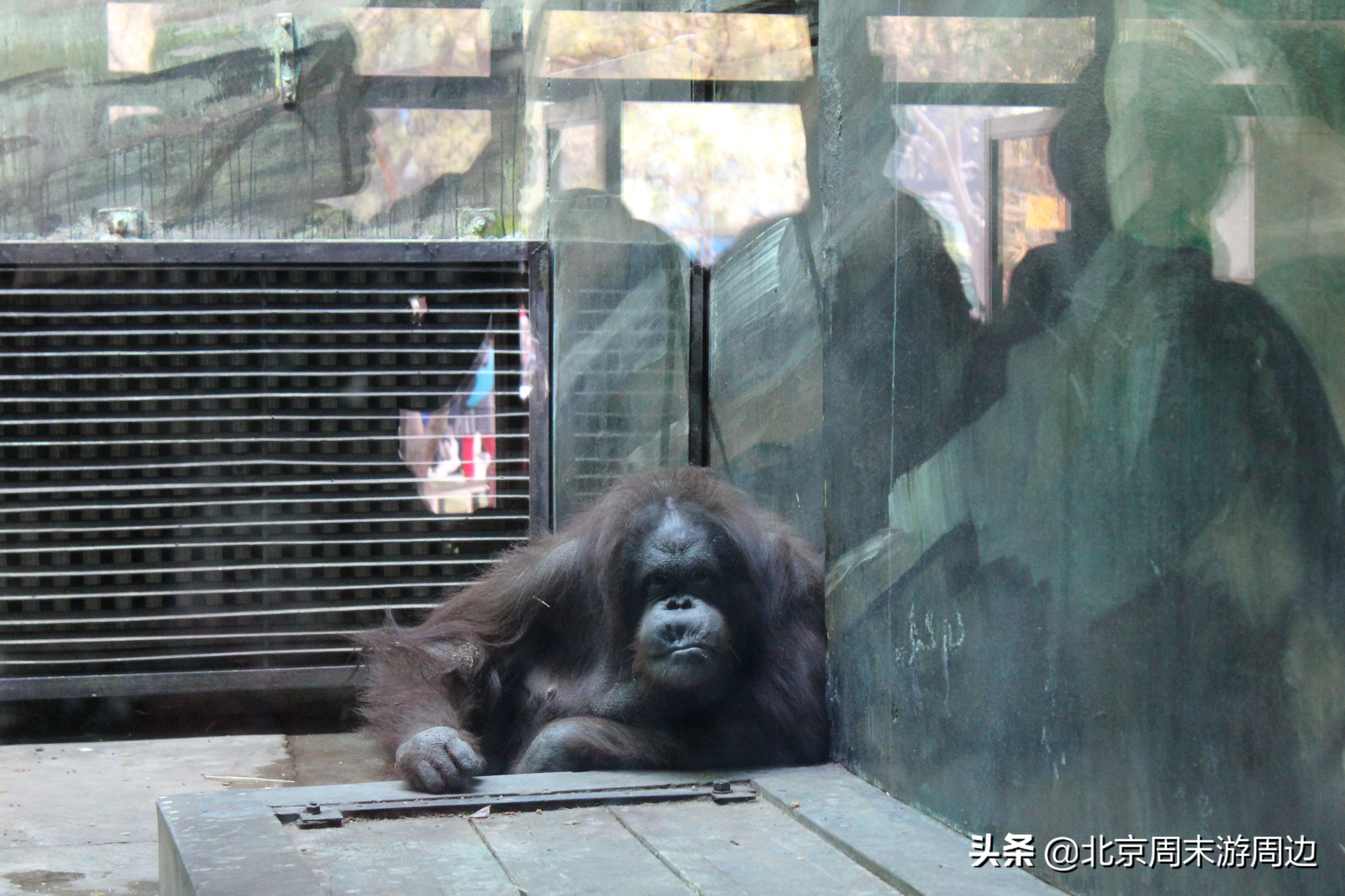 北京动物园和北京野生动物园区别,北京动物园和北京大兴野生动物园