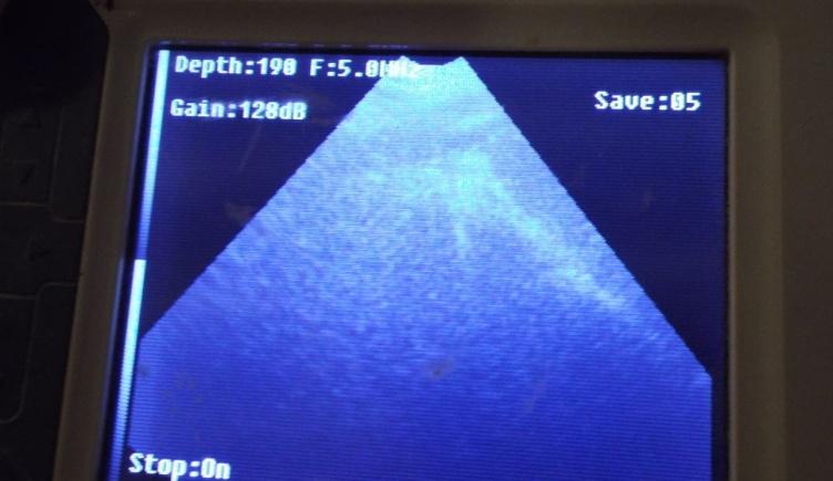 怎么判断母猪可以授精,母猪人工授精怀孕技术