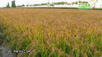 中国用了占世界多少的耕地,我国用占世界百分之几的耕地