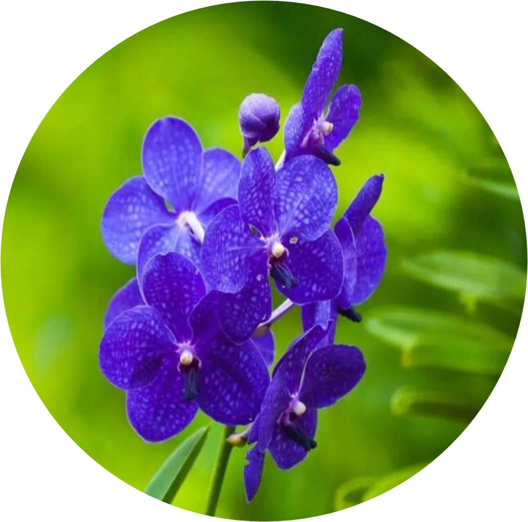 菊竹梅兰图欣赏,花中四君子的兰花图片