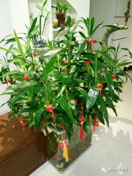 富贵竹养几根最合适,富贵竹一个花瓶里放双数还是单数