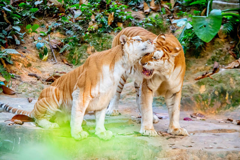 玩转广州长隆野生动物世界之行,广州长隆动物世界游玩攻略图
