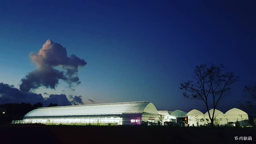 韩国大棚多肉,肉叔带你走遍韩国多肉大棚