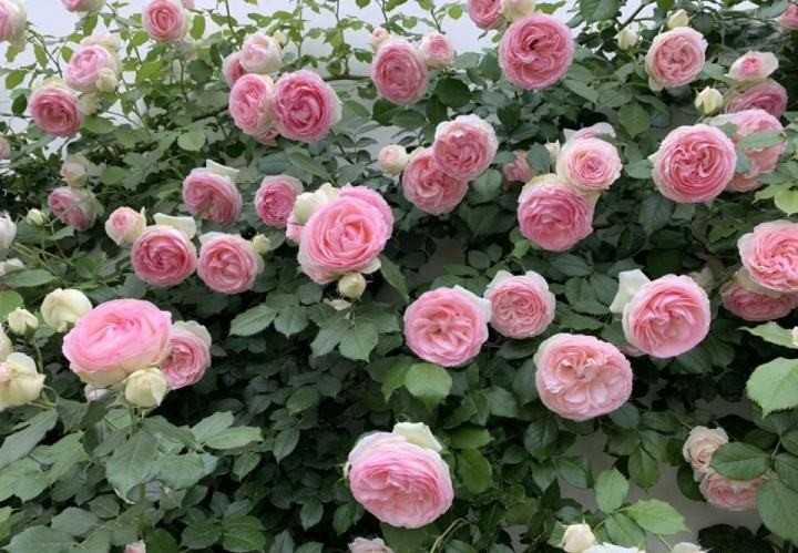 100种月季经典品种,100种经典月季品种