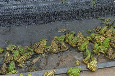 新型精准扶贫农业发展模式,农业扶贫致富新模式