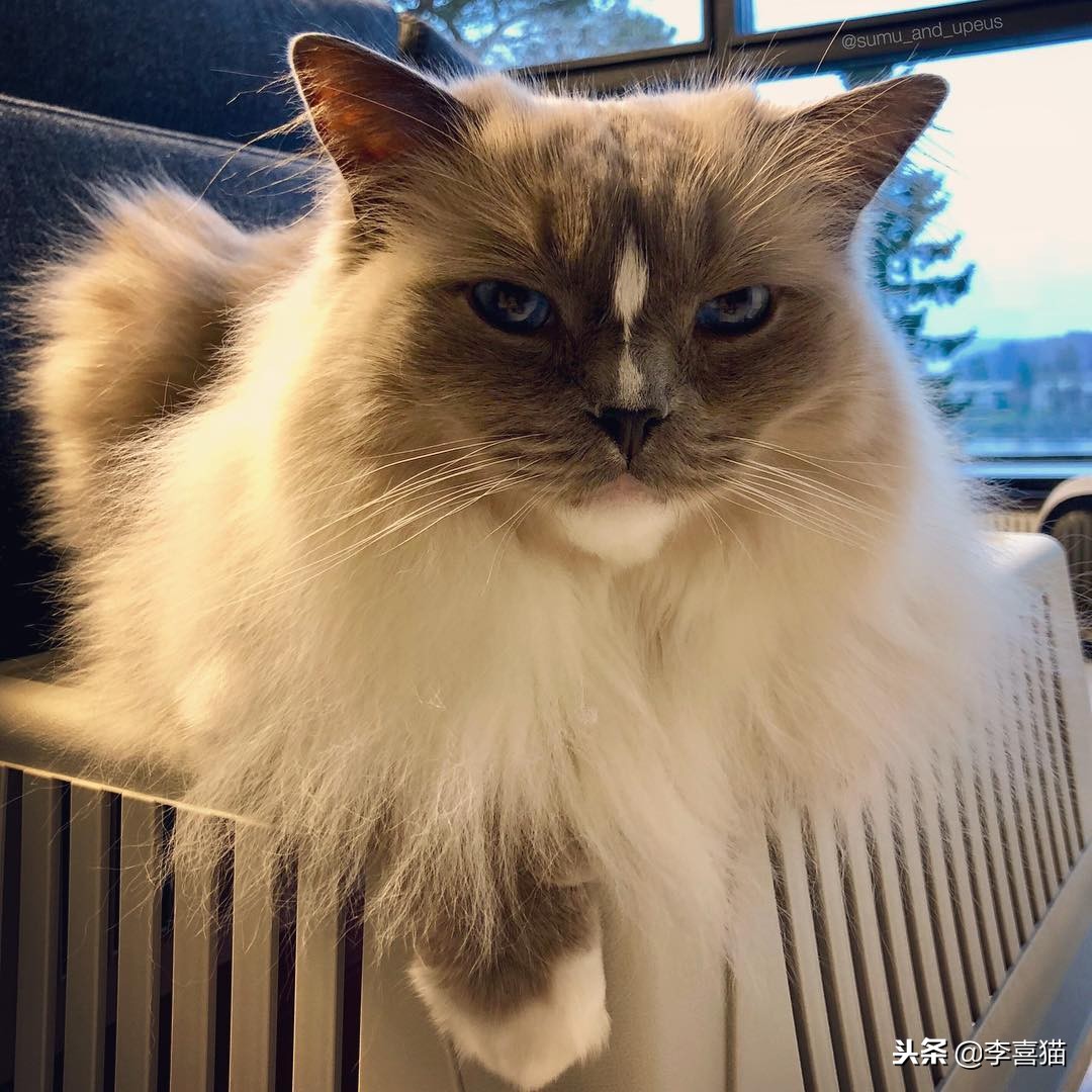 猫咪是一个铲屎官,猫咪退化和铲屎官有什么关系