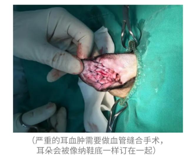 猫耳螨都把耳朵抓出血了怎么办,猫耳朵耳螨结块