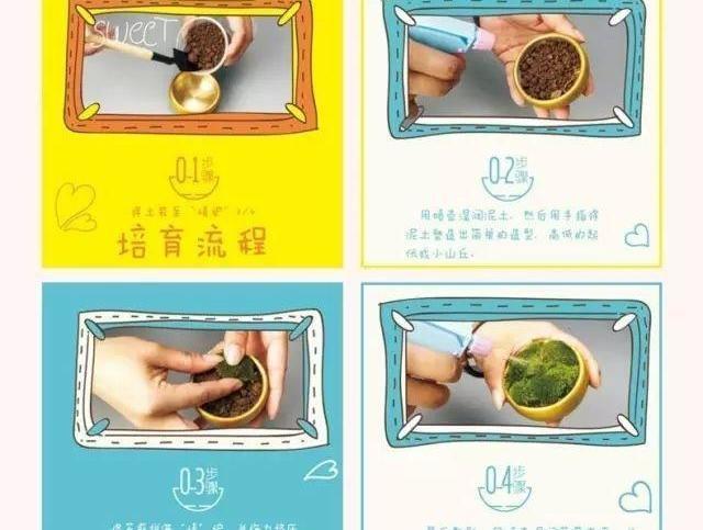 小苔藓微景观,小苔藓盆景怎么养殖