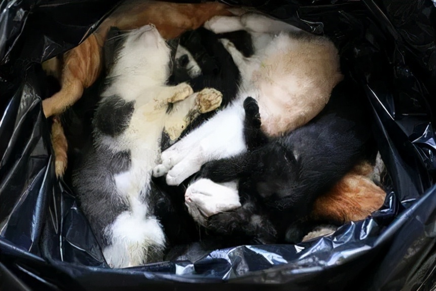 “领养”代替“购买”，爱猫不止于此