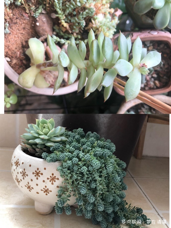 澶忚姳鏈夊摢浜涜姳,澶氳倝鏈夎姳鏈夋灉