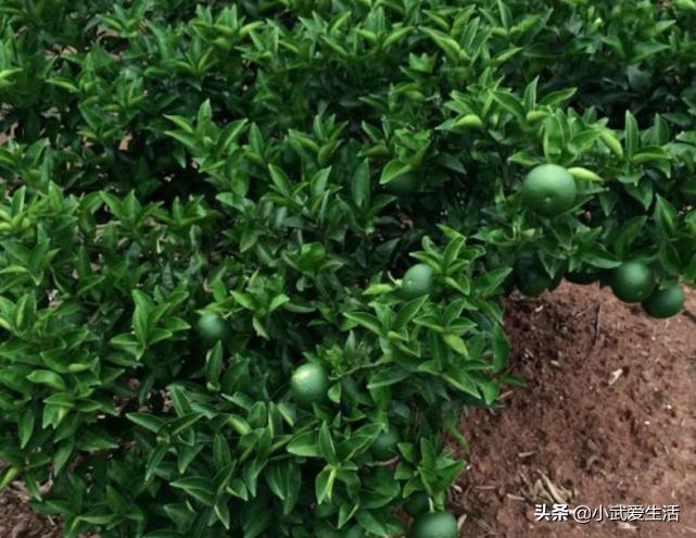 这种橙子果肉极酸，富含氨基酸食用价值高，把它认作青柠可亏了