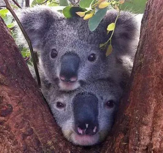 澳大利亚海洋生物旅游,澳大利亚海上游