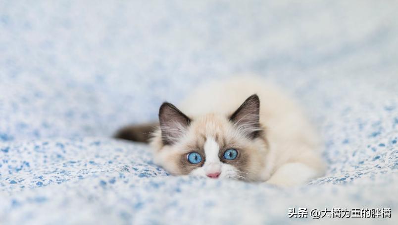 布偶猫是猫咪性格最好的吗,布偶猫的习性和特点及如何养猫