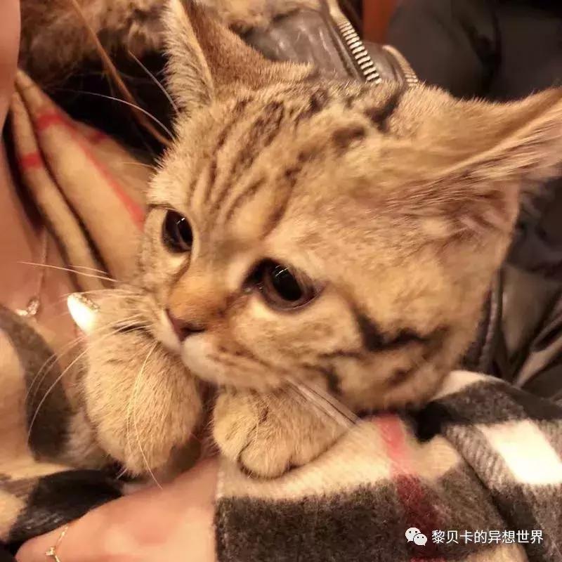 这些东西买的时候好肉痛,用的时候却觉得超值!