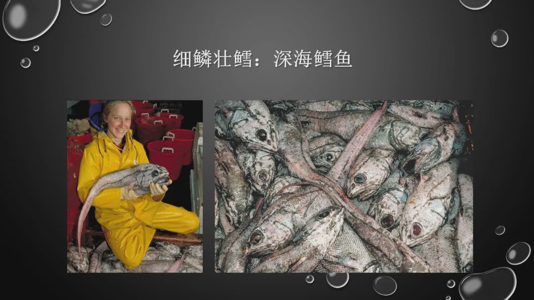 樊哥说中国美食,樊哥讲冰鲜生鲜