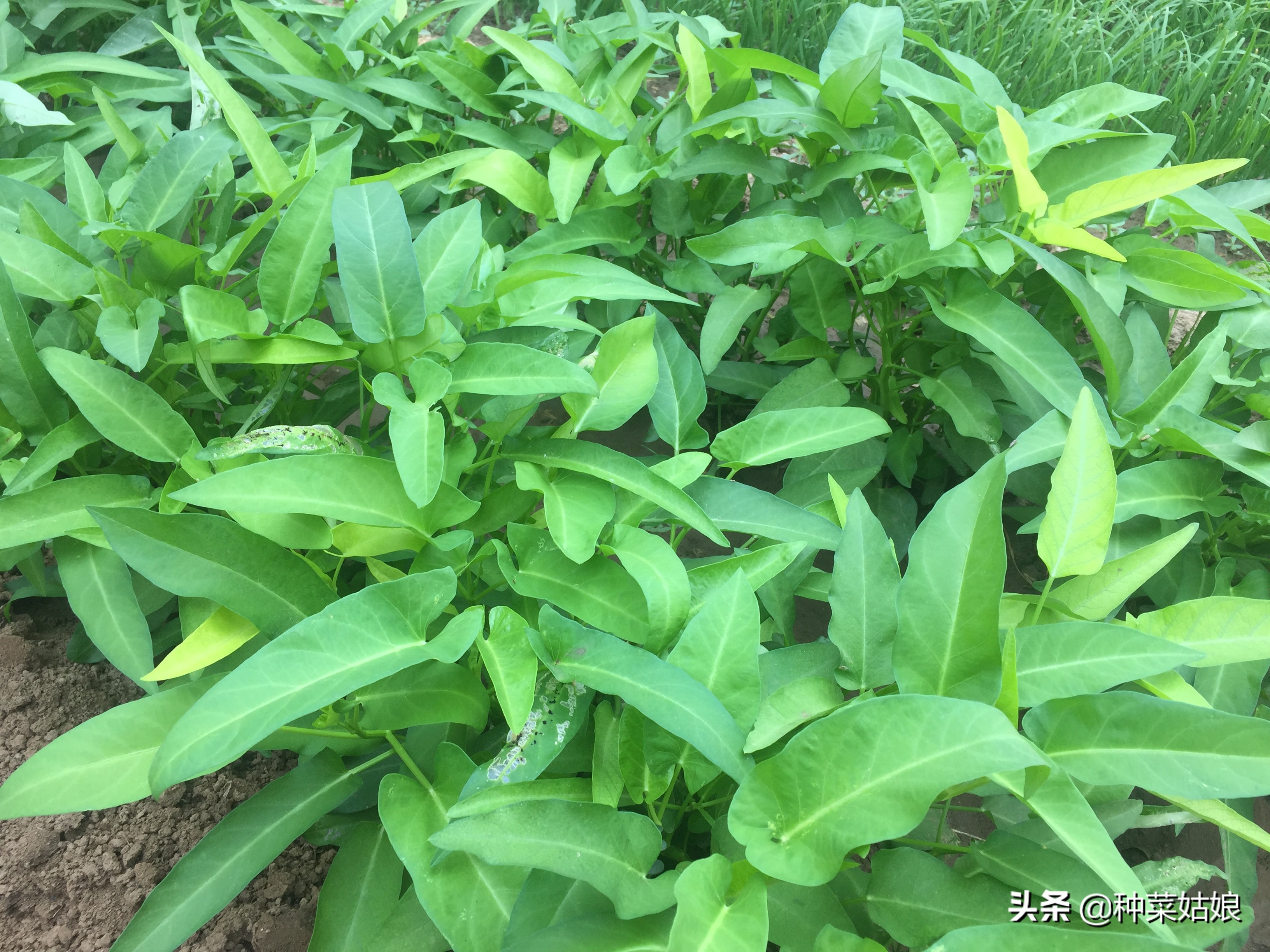 种植蔬菜长得慢怎么办,种植蔬菜技巧小妙招视频