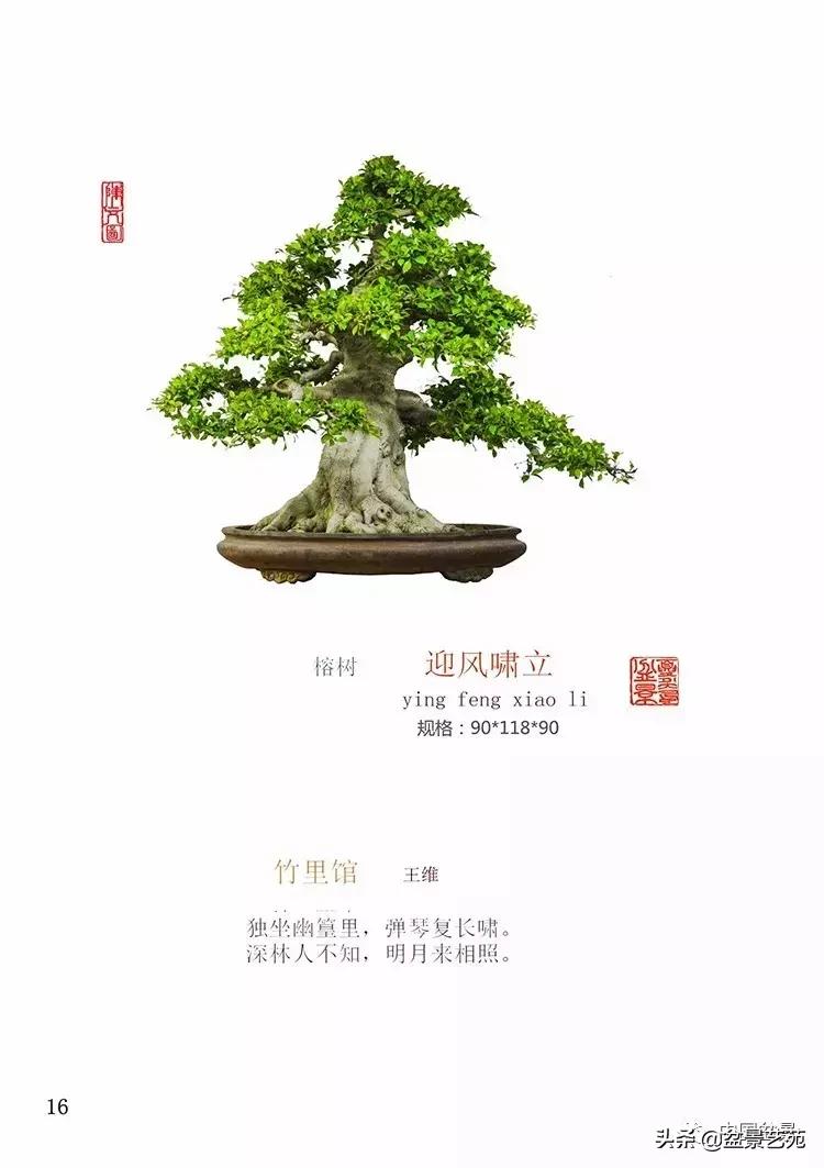 陈文图榕树欣赏,陈文图盆景