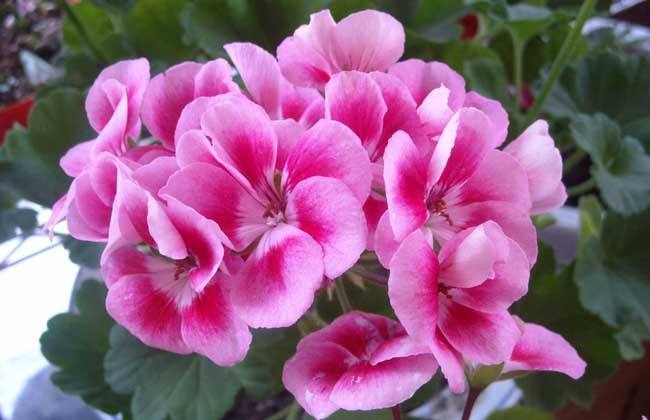 土壤“酸碱平衡”很重要，教你3个方法好调节，尽快开花能赏花