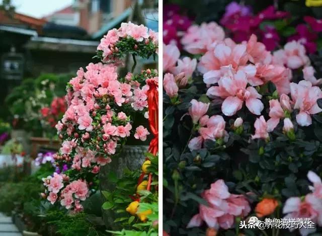 刚栽的杜鹃花蔫了怎么办,杜鹃花死了一半怎么回事