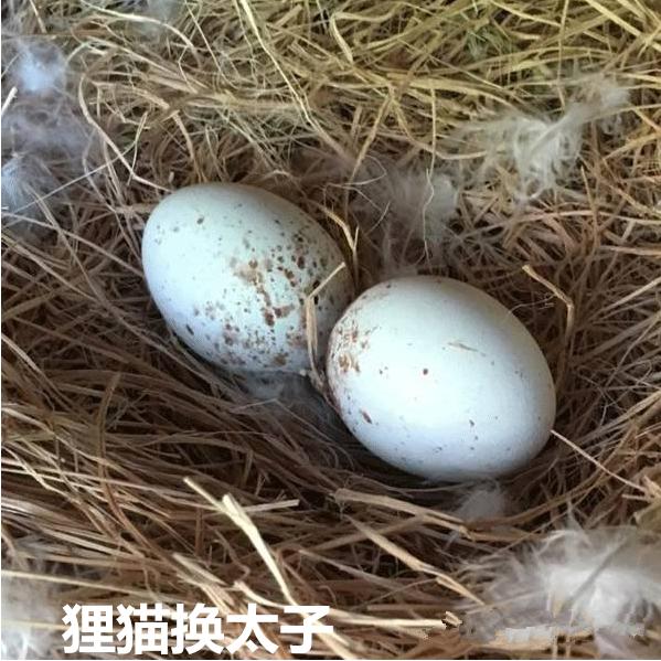 在老鹰孵蛋时把鹰蛋换成鸭蛋,老鹰孵蛋一般什么情况下会弃窝