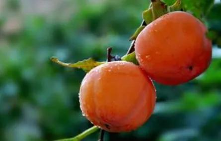 一年四季的时令蔬菜,一年四季的时令水果大全