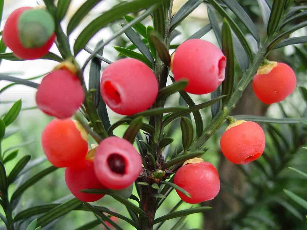 这4种绿植一定要养,四种最好养的盆景树