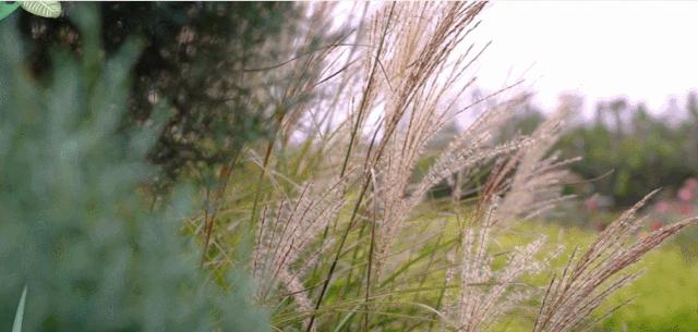 曾是电脑城销售，12年后坐拥60亩私家花园，137万网友跟她看春天