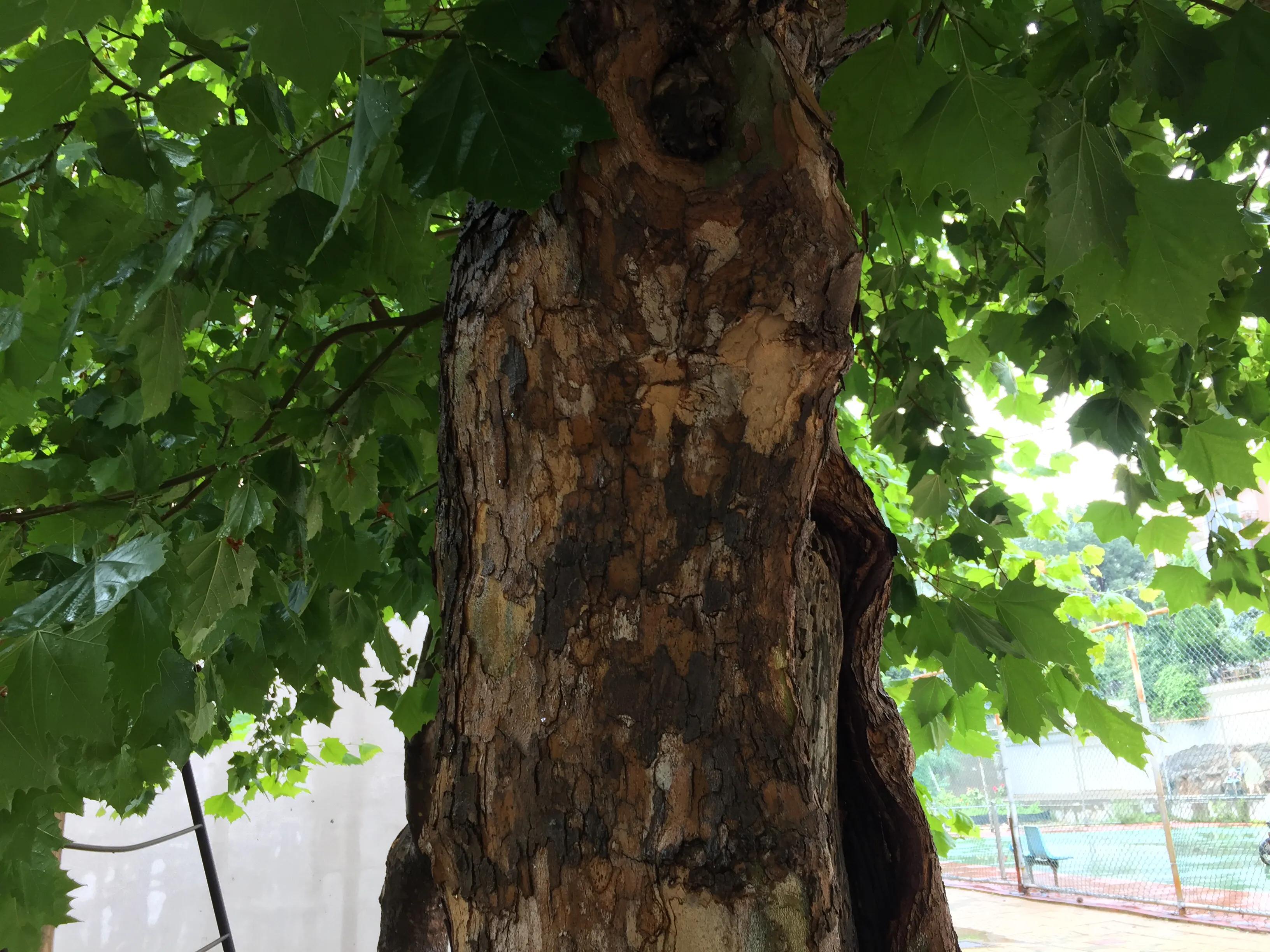 今日头条树洞在哪里,头条情感树洞