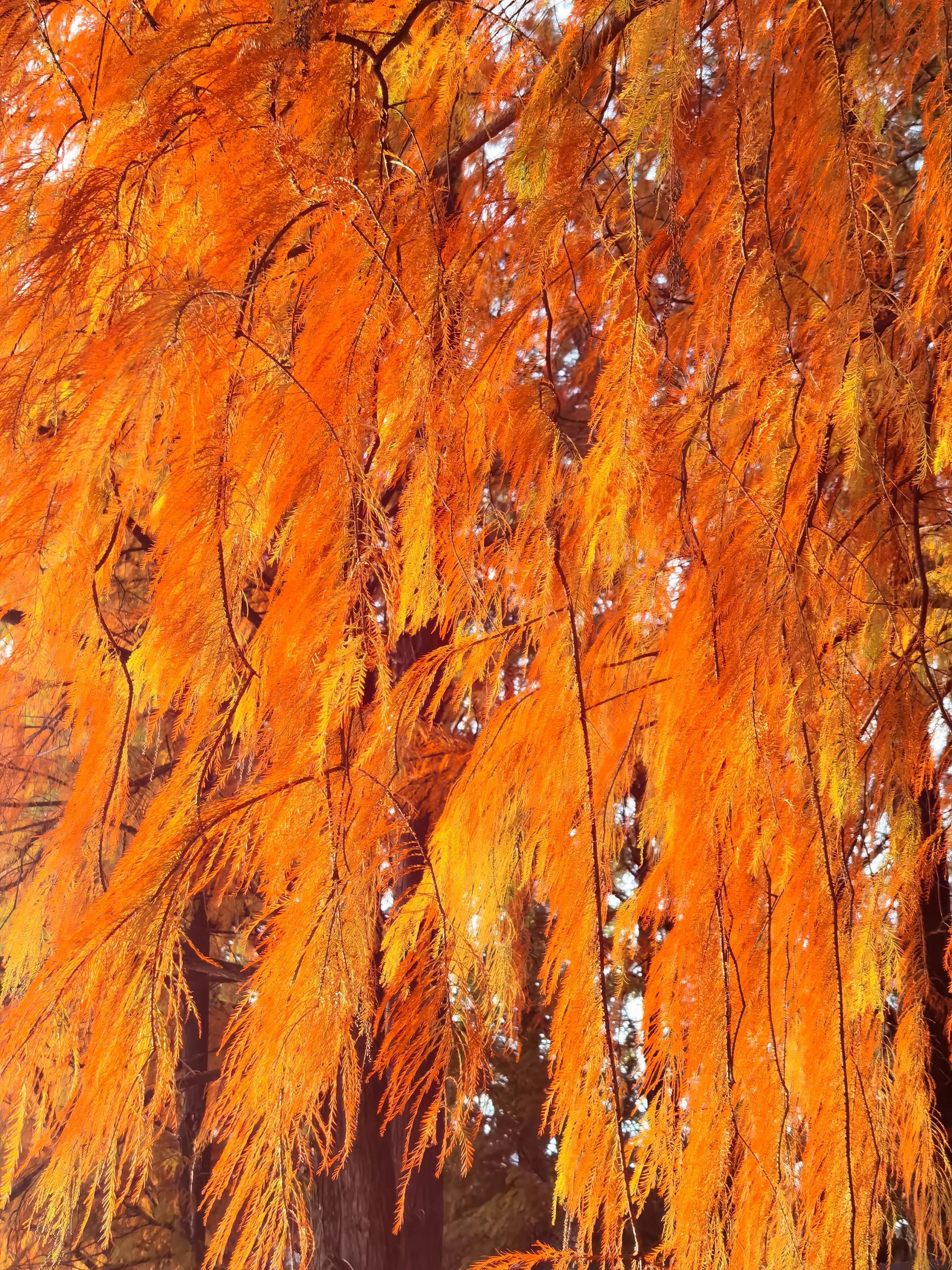 桂林：冬季到桂湖来看景