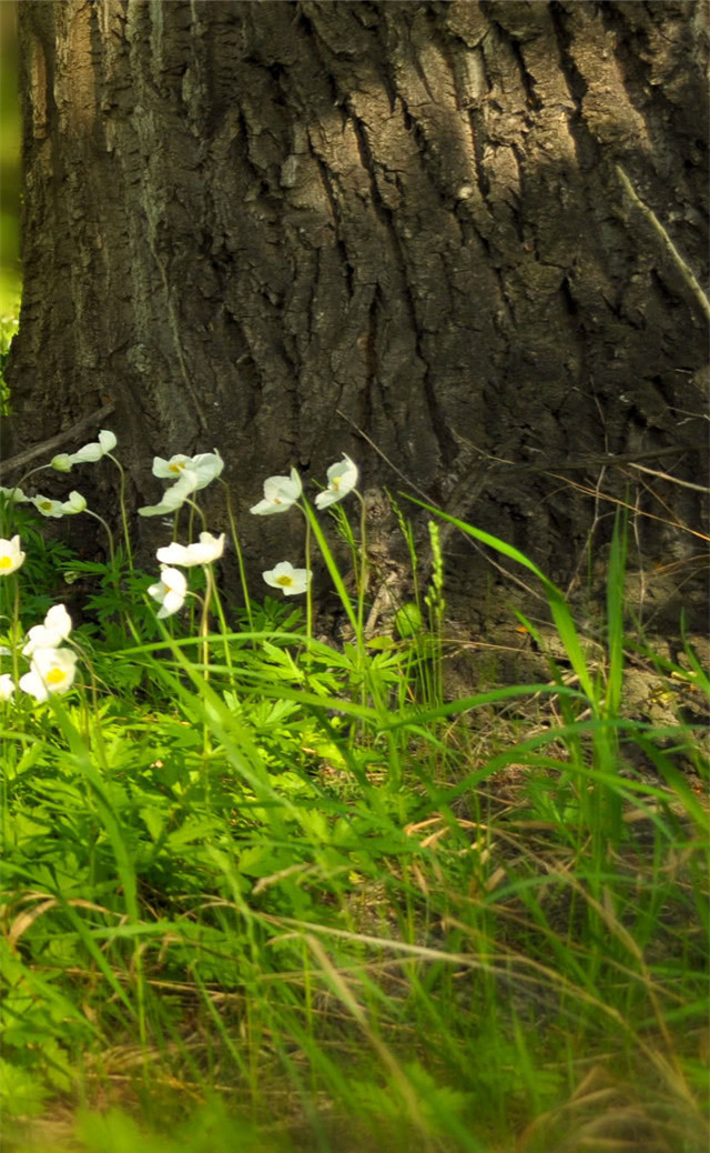 缓解眼睛疲劳壁纸颜色,缓解眼睛疲劳的壁纸高清