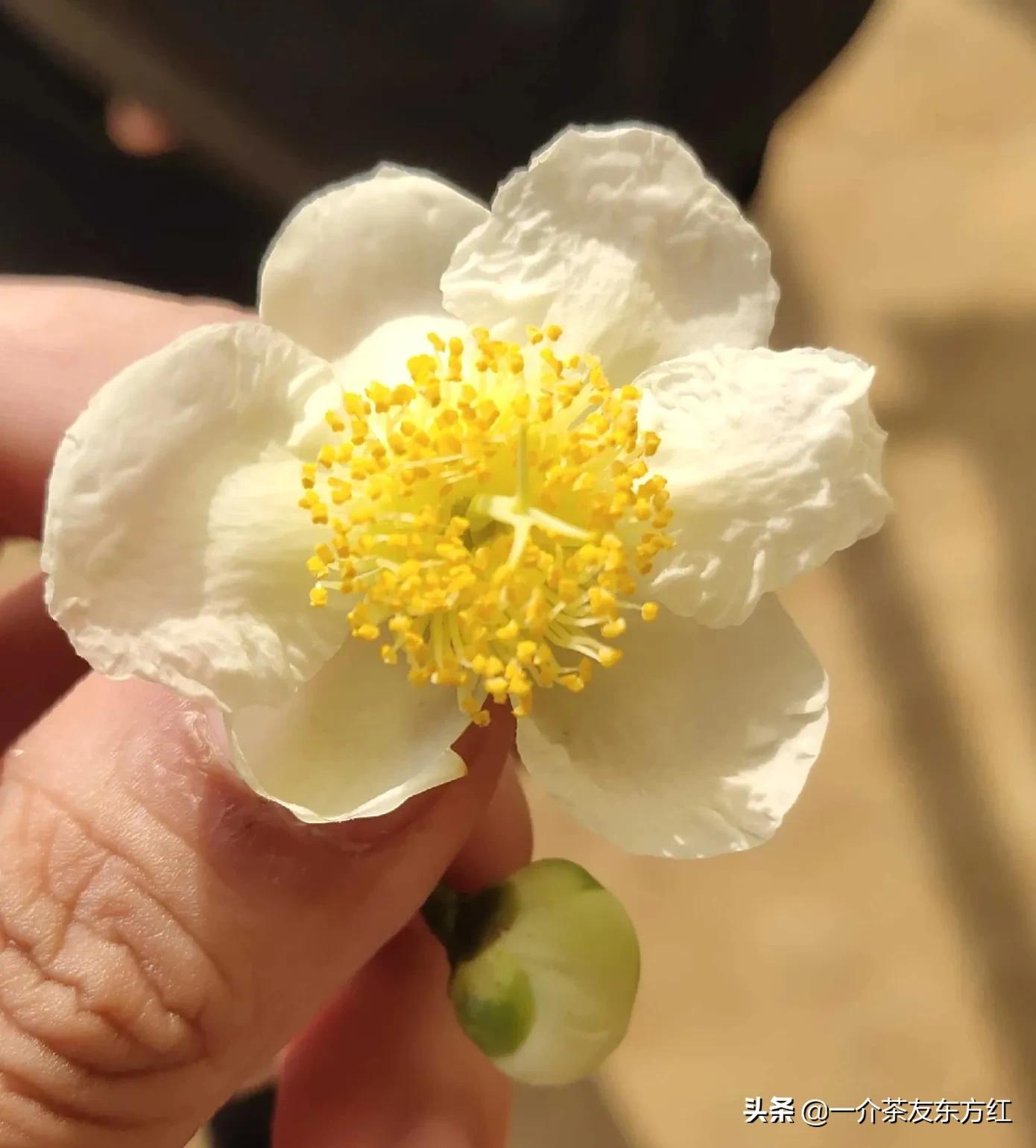 六安大别山主峰白马尖一日游游记,六安霍山攻略