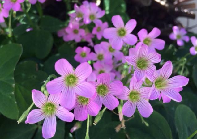 三叶草里的幸运草,三叶草也叫紫茎泽兰吗