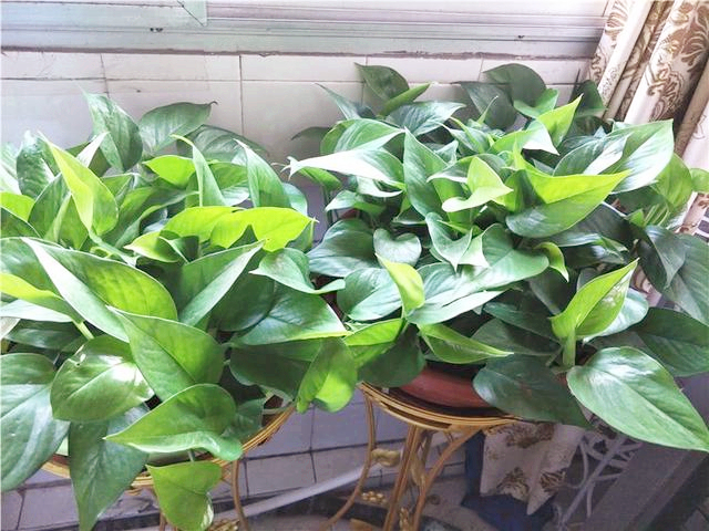 绿萝叶子没发黄但感觉奄奄一息,绿萝奄奄一息怎么救活