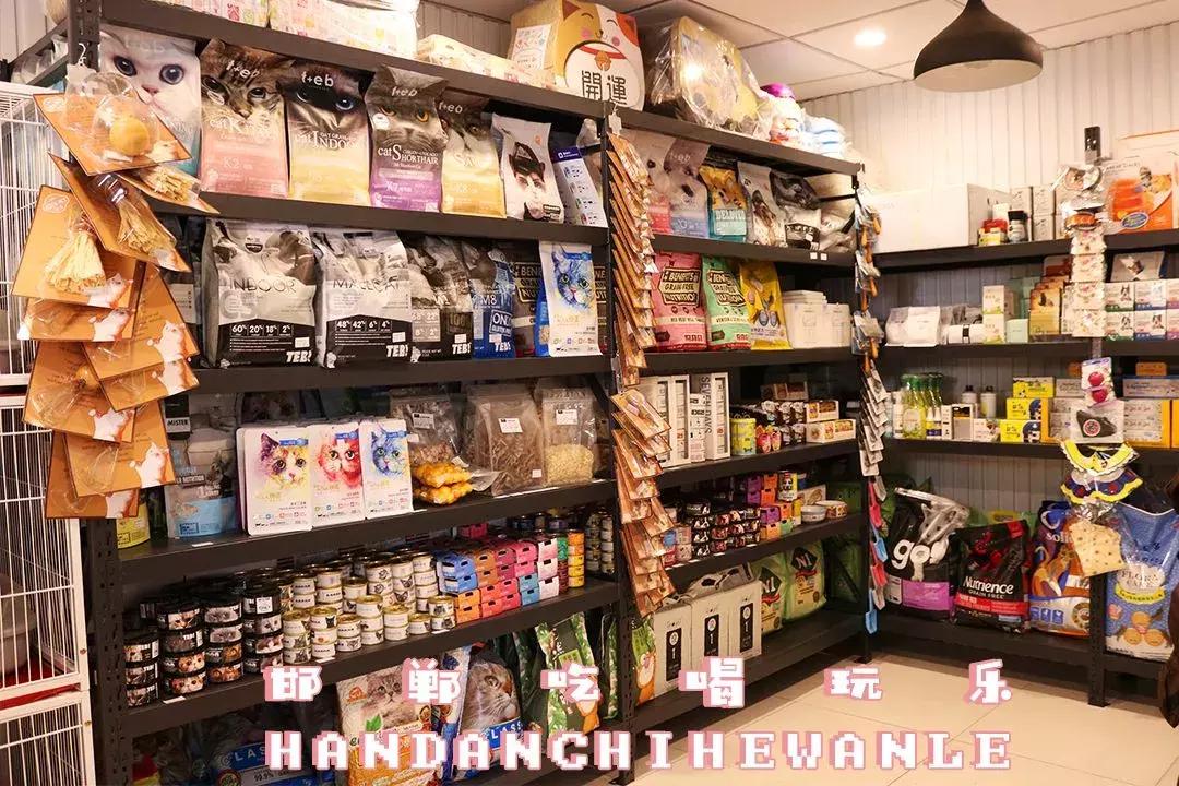 软萌暴击!邯郸这家高颜值猫咖上线,“吸猫”终于提上日程!