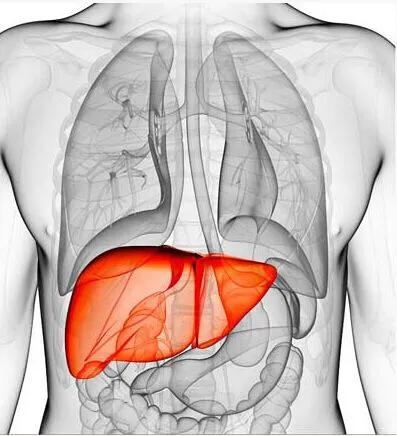 肝脏解毒还是肾脏解毒,肝脏解毒功能差需要注意哪些