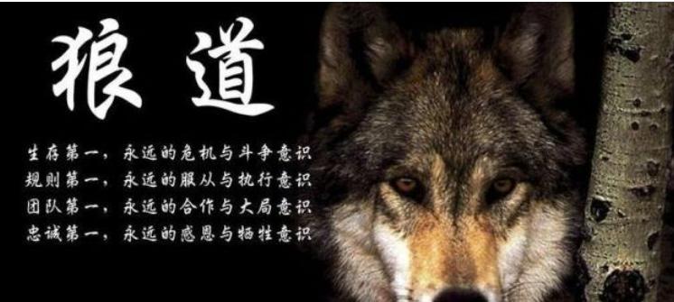 狼文化的团队文化,狼文化与狼性团队