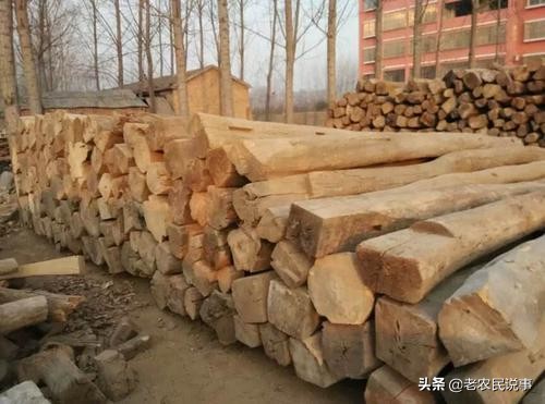 农村松木值钱吗,榆木有什么价值