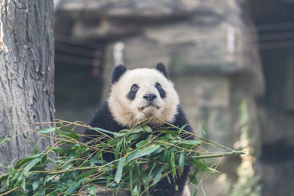 国内值得去的十大动物园,国内最值得去的动物园