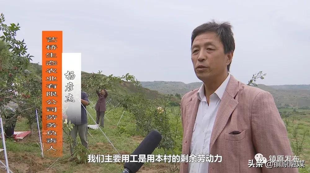 镇原花椒,襄汾花椒映红致富路