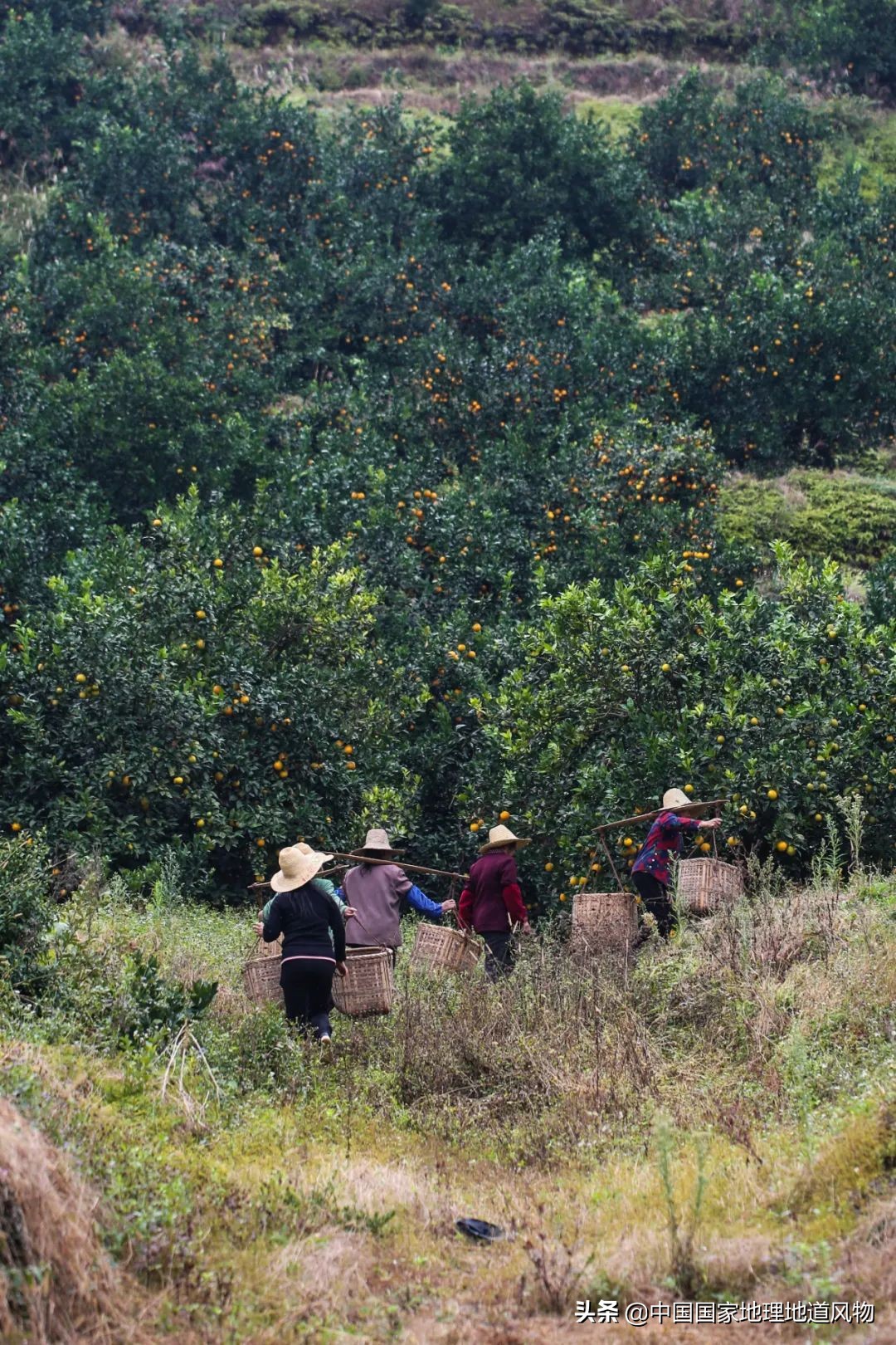 江西vs湖南哪个更能吃辣,江西和湖南pk辣椒