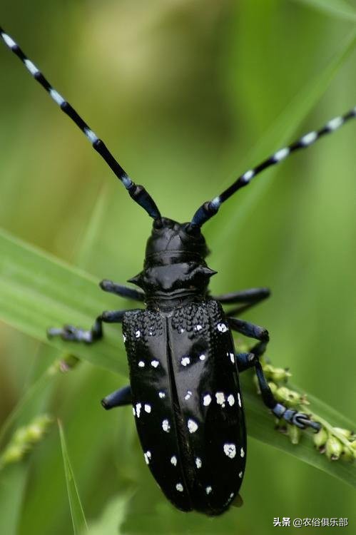 农村最常见的三种害虫,在农村有哪些害虫