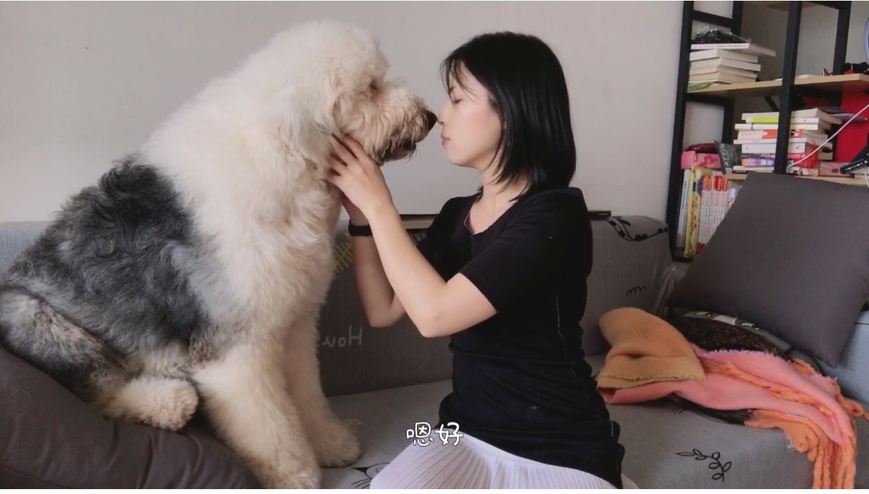 狗狗为什么喜欢疯狂亲吻你,如何避免狗狗突如其来的“口水浴”?