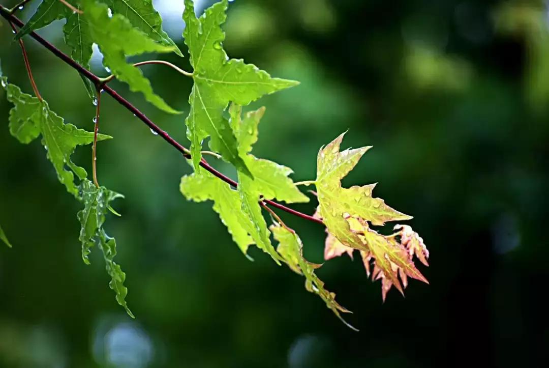 刺猬放生在何处,刺猬放生有什么讲究