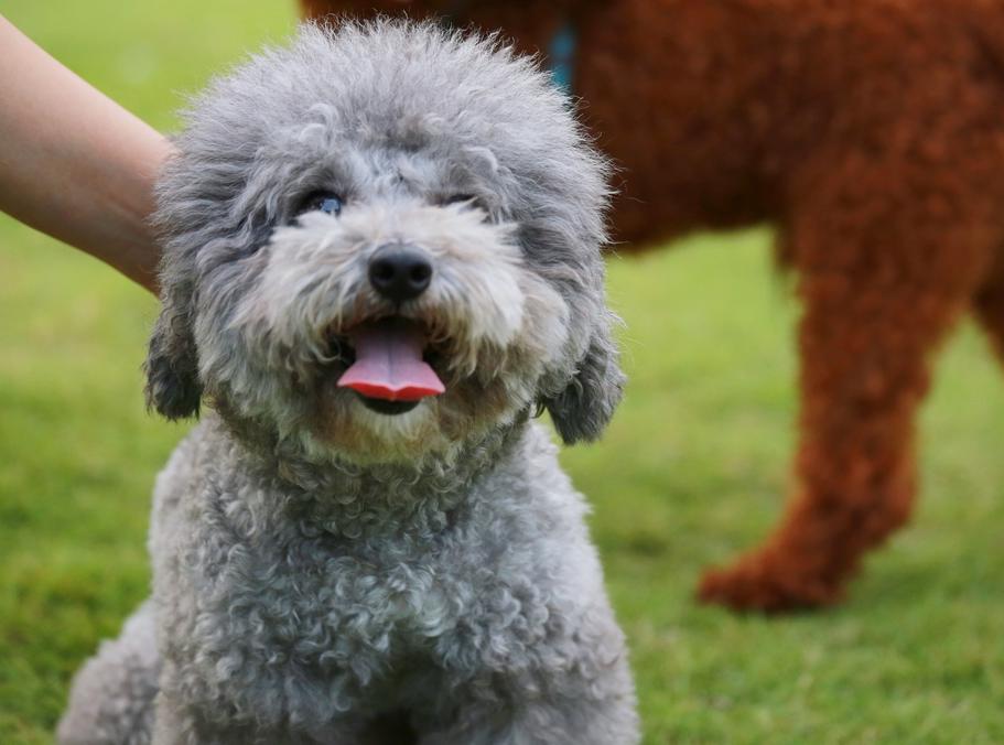 灰色贵宾犬的优点和缺点,贵宾犬小型灰色多少钱一只