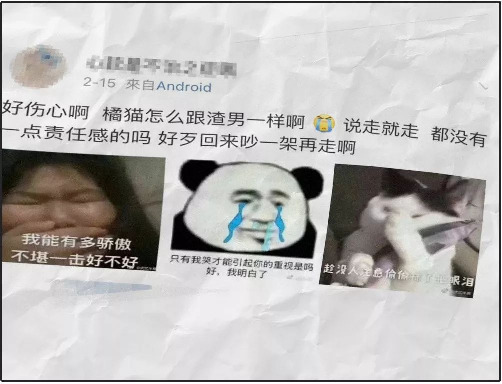 猫圈总结,猫圈玄学刚出生的猫