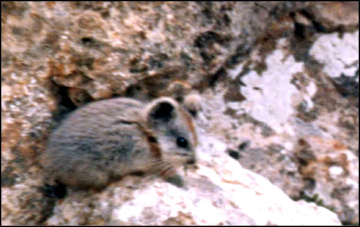 伊犁鼠兔为什么是珍稀动物,新疆稀有动物鼠兔照片