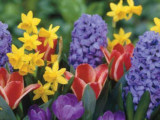 风信子发霉怎么快速消除,风信子根部发霉还能用啥补救