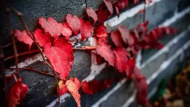 如何用好35mm焦段,35焦段拍摄的优点和缺点