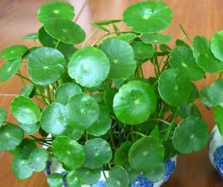 家中水养的15种花,这5种花特别耐涝越浇水越会爆盆