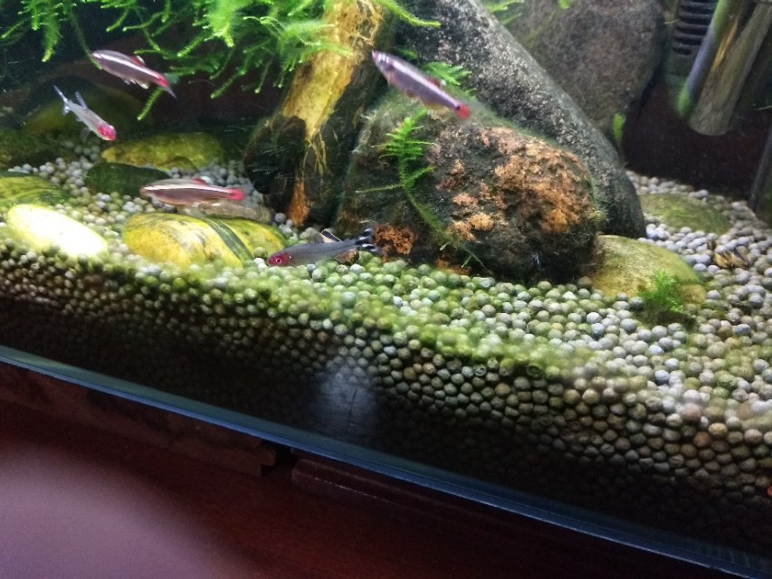 底砂粪便真的要清理吗？揭秘冷门腐殖菌系统，和硝化系统一样强大